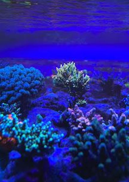 Reef School Mexico