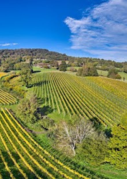 Blackdown Ridge Vineyard