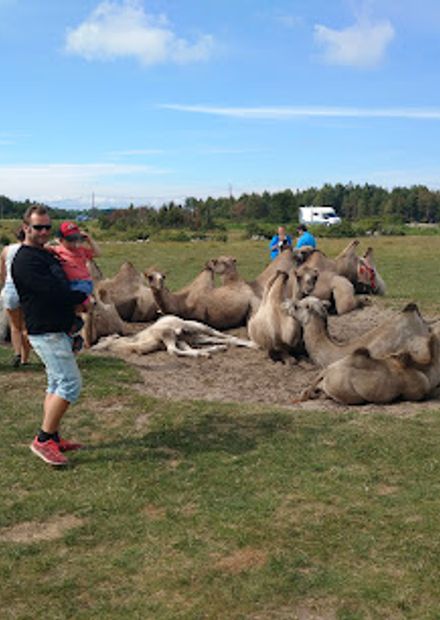 Kamelranch