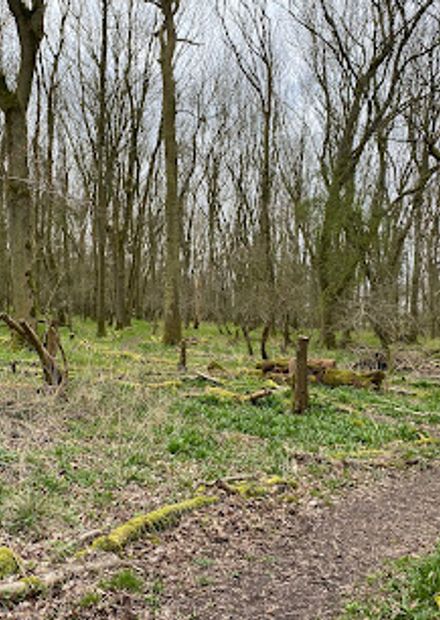 Hawkins Wood