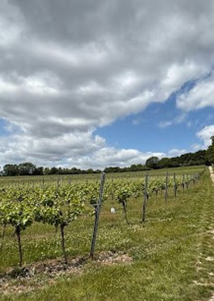 Greyfriars Vineyard