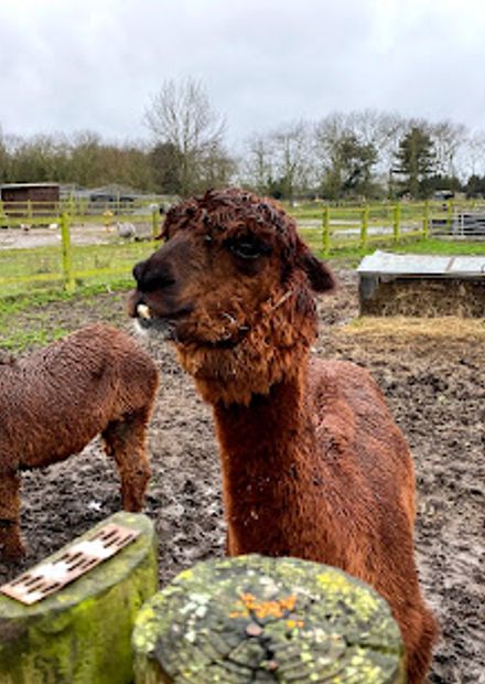 Hounslow Urban Farm