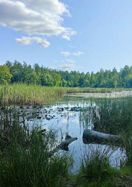 Undallslund