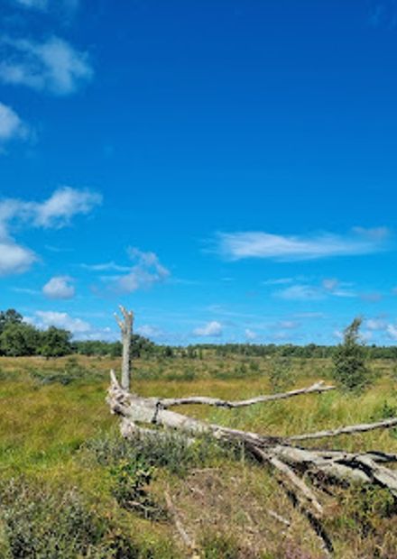Østre Foldgårdsø