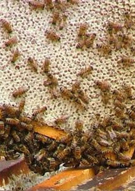 Clifford's Honey Farm