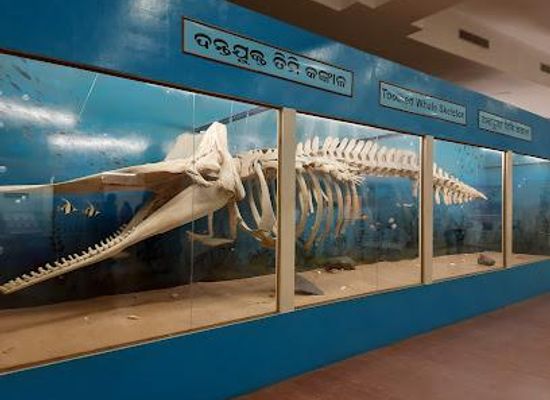 india/bhubaneswar/attraction/regional-museum-of-natural-history