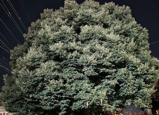 georgia/telavi/attraction/hundred-year-old-linden