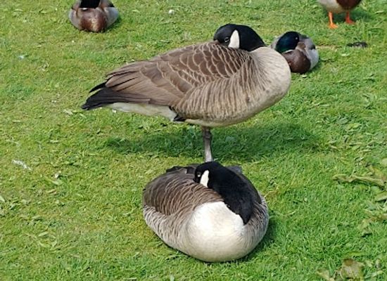 netherlands/north-brabant/attraction/duck-feeding-spot