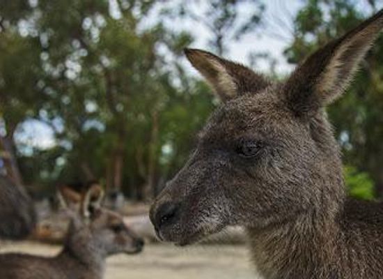australia/sydney-basin/attraction/walkabout-wildlife-sanctuary