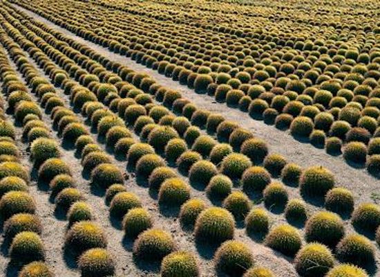 mexico/cabo-san-lucas/attraction/wirikuta-botanical-cactus-garden