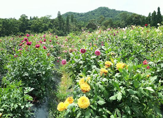 japan/satsuma/attraction/damask-wind