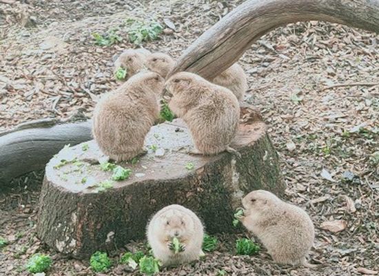 united-kingdom/oxfordshire/attraction/cotswold-wildlife-park-gardens