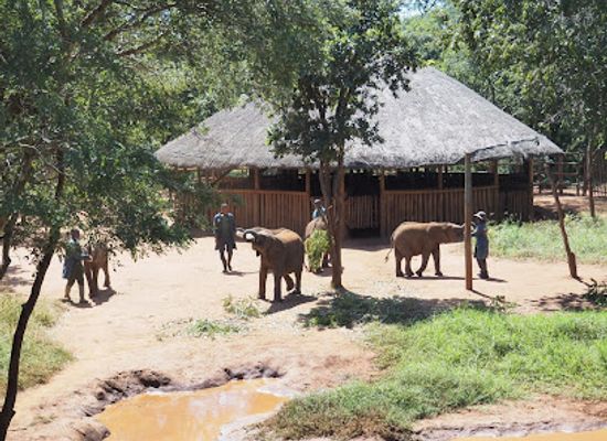 zambia/southern-province/attraction/lilayi-elephant-nursery