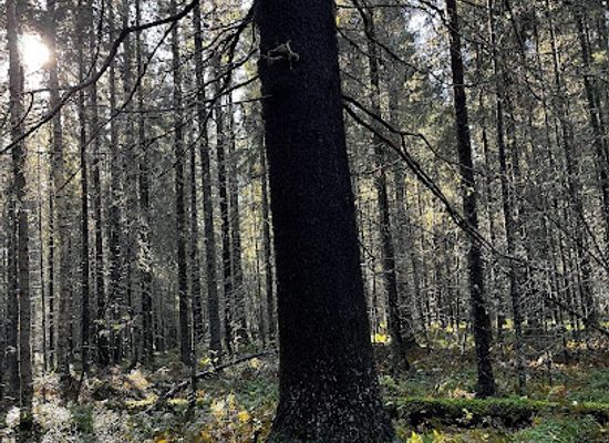 finland/north-ostrobothnia/attraction/isokangas-nature-preserve