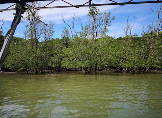 malaysia/sarawak/attraction/kuching-wetlands-national-park