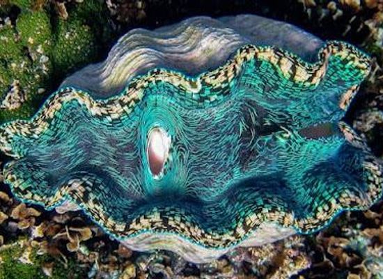 samoa/apia-waterfront/attraction/giant-clam-sanctuary