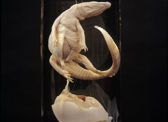 united-kingdom/london/attraction/hunterian-museum