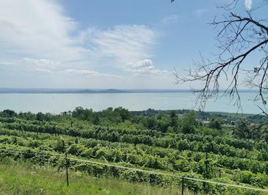 hungary/veszprem/attraction/badacsony