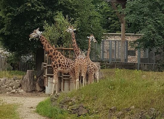 lithuania/kaunas/attraction/lithuanian-zoo