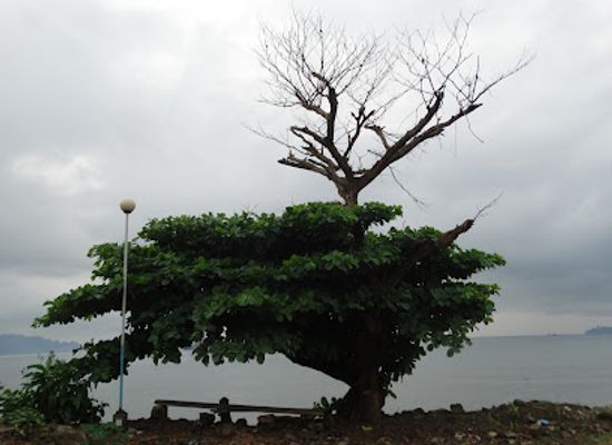 cameroon/limbe-beach/attraction/mount-cameroon-national-park