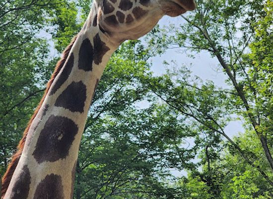pennsylvania/susquehanna-valley/attraction/claws-n-paws-wild-animal-park