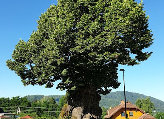 austria/worthersee/attraction/franzosenlinde-napoleonlinde-naturdenkmal