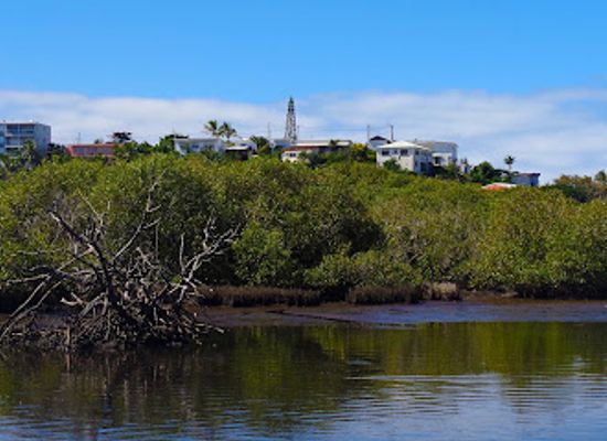 new-caledonia/baie-des-citrons/attraction/sentier-decouverte-de-la-mangrove