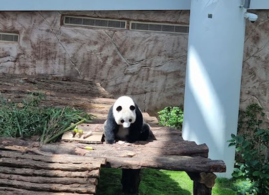 qatar/al-thakira-mangroves/attraction/panda-house