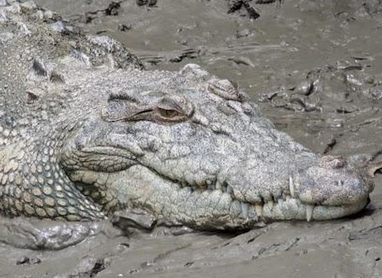 australia/the-whitsundays/attraction/whitsunday-crocodile-safari