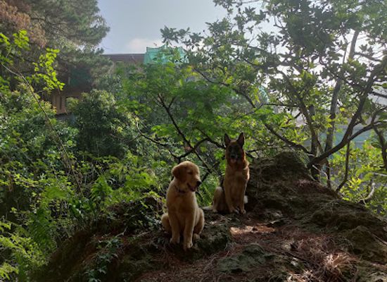 philippines/baguio/attraction/lebron-and-friends-sanctuary