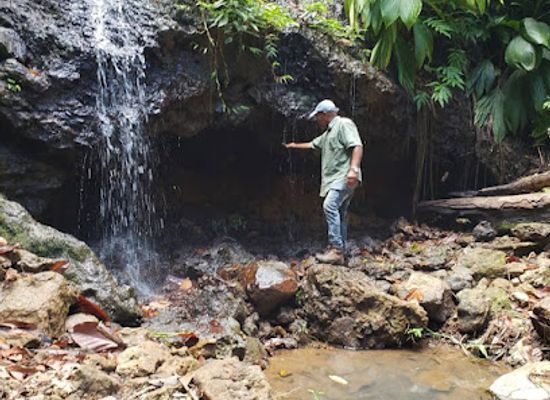 dominica/indian-river/attraction/paradise-valley-garden-nursery