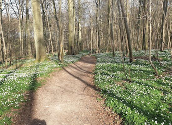 denmark/koge/attraction/skovhus-vanget