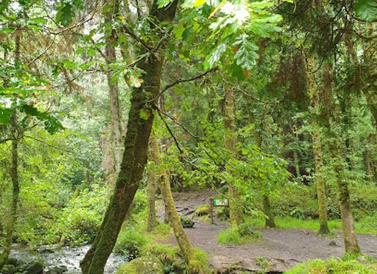 ireland/killarney/attraction/pike-wood