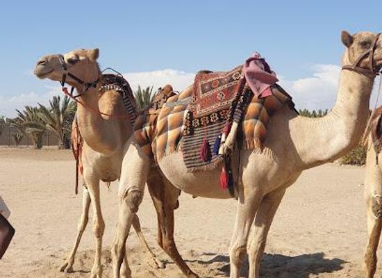 namibia/walvis-bay/attraction/camel-farm