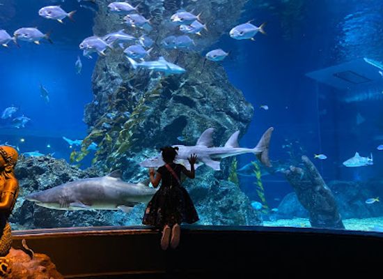 thailand/eastern-thailand/attraction/sea-life-bangkok-ocean-world