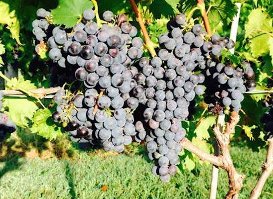 maryland/patuxent-river-region/attraction/janemark-winery-vineyard
