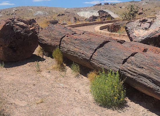 arizona/petrified-forest-national-park/attraction/rainbow-forest-museum