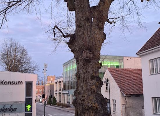 estonia/saaremaa/attraction/raekoja-polisparn