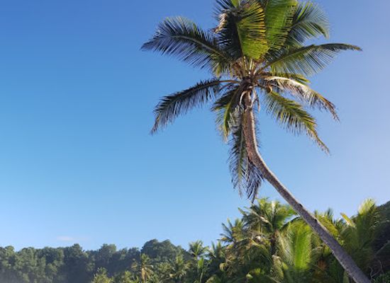 dominica/batibou-beach/attraction/turtle-beach