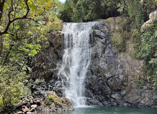 fiji/viti-levu/attraction/savurua-botanical-gardens
