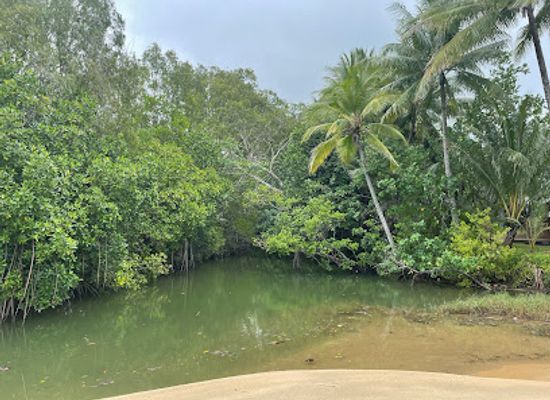 australia/cairns/palm-cove/attraction/south-palm-cove-estuary