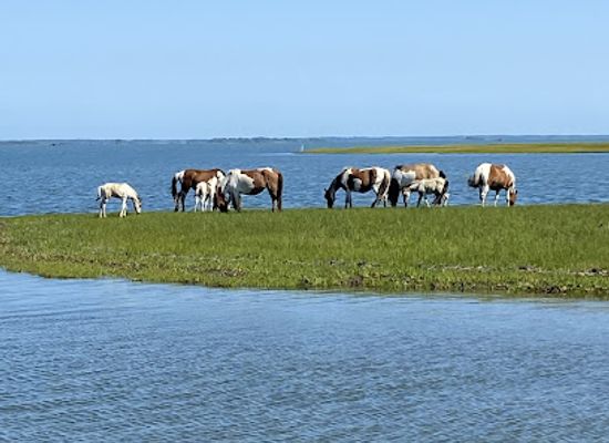 virginia/tidewater/attraction/up-the-bay-pony-tours
