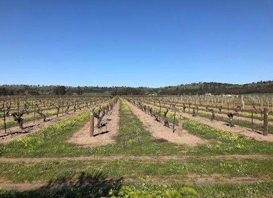 australia/barossa-valley/attraction/turkey-flat-vineyards