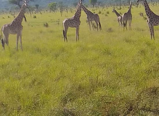 uganda/elgon/attraction/pian-upe-national-park