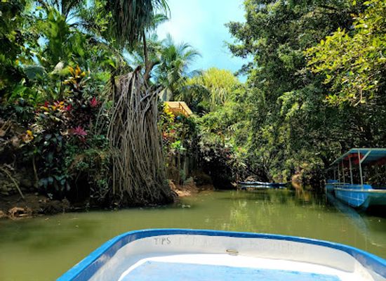 costa-rica/manuel-antonio/attraction/mangrove-monkey-tour-chinese