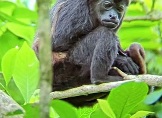costa-rica/san-carlos/attraction/mundo-de-perezosos-sloth-and-monkey-tour