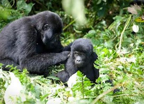 rwanda/ruhengeri/attraction/mgahinga-gorilla-national-park