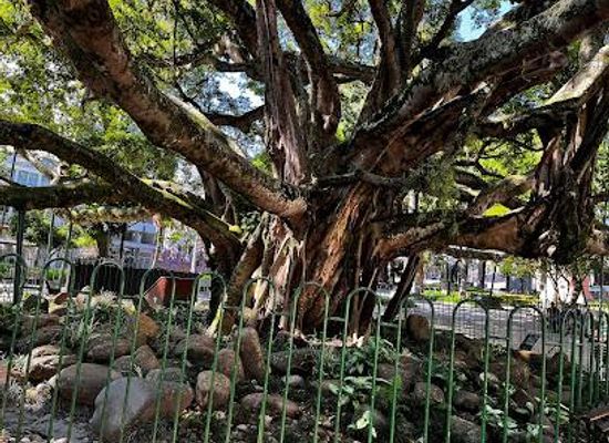 brazil/florianopolis/attraction/praca-xv-de-novembro