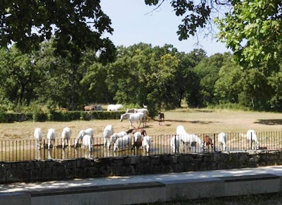 slovenia/sezana/attraction/kobilarna-lipica-lipiska-krajina-pasne-in-travniske-povrsine