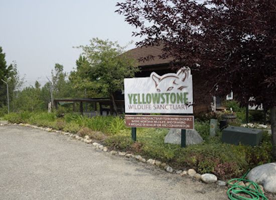 montana/the-beartooth-mountains/attraction/yellowstone-wildlife-sanctuary